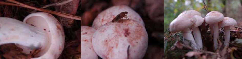 Denk aan roestvlekzwam???